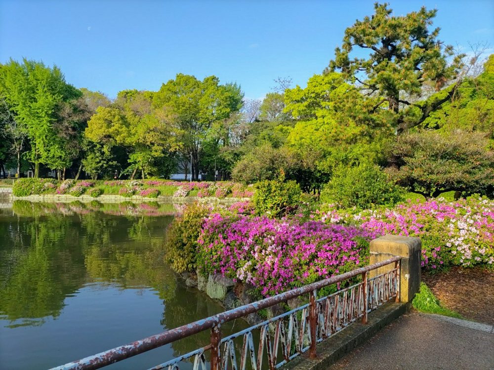 名城公園、つつじ、名古屋城、5月の夏の花。名古屋市北区の観光・撮影スポットの画像と写真