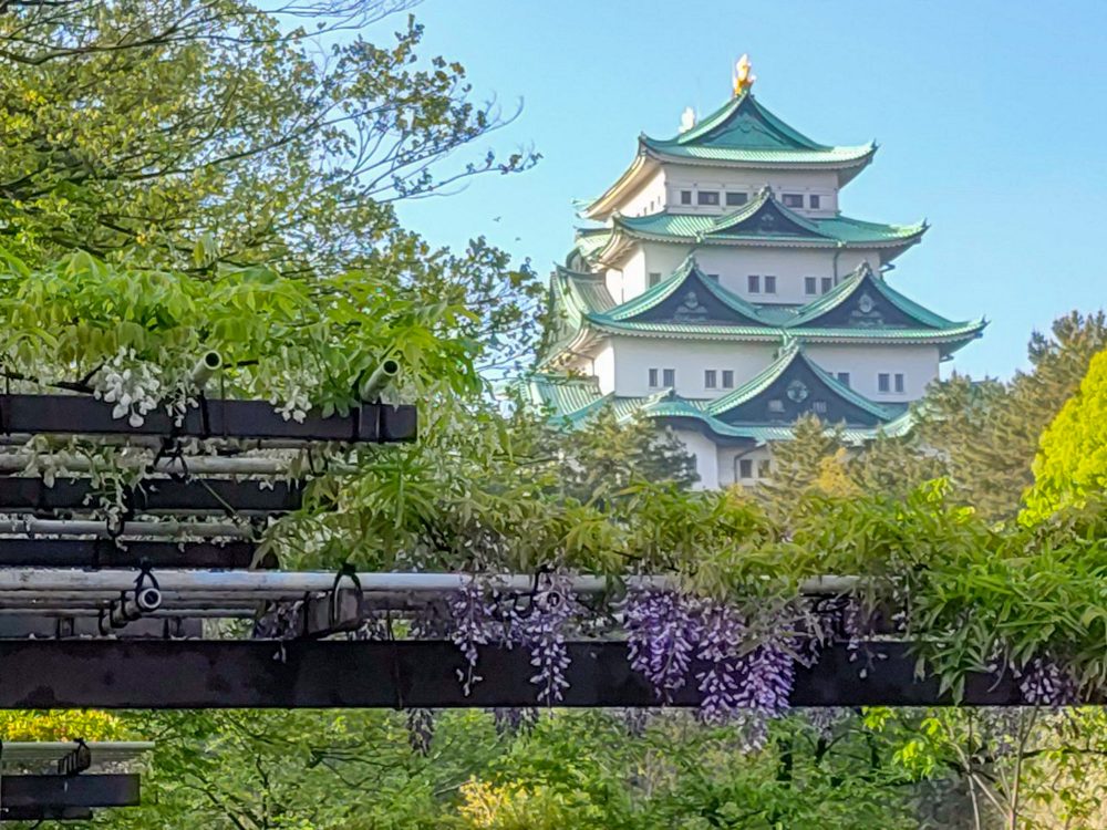 名城公園、藤、名古屋城、名古屋城、5月の夏の花。名古屋市北区の観光・撮影スポットの画像と写真