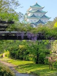 名城公園、藤、名古屋城、名古屋城、5月の夏の花。名古屋市北区の観光・撮影スポットの画像と写真