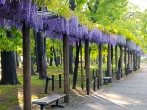 名城公園、藤、名古屋城、5月の夏の花。名古屋市北区の観光・撮影スポットの画像と写真