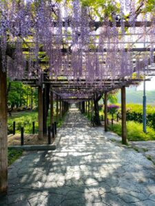 名城公園、藤、名古屋城、5月の夏の花。名古屋市北区の観光・撮影スポットの画像と写真