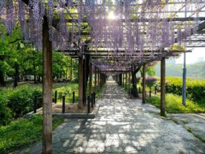 名城公園、藤、名古屋城、5月の夏の花。名古屋市北区の観光・撮影スポットの画像と写真