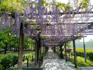 名城公園、藤、名古屋城、5月の夏の花。名古屋市北区の観光・撮影スポットの画像と写真