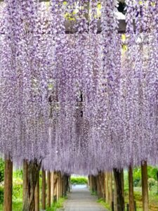名城公園、藤、名古屋城、5月の夏の花。名古屋市北区の観光・撮影スポットの画像と写真