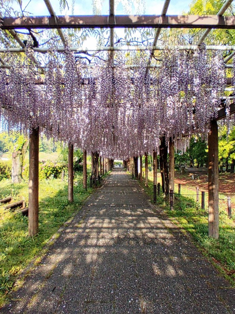 名城公園、藤、名古屋城、5月の夏の花。名古屋市北区の観光・撮影スポットの画像と写真