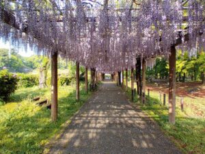 名城公園、藤、名古屋城、5月の夏の花。名古屋市北区の観光・撮影スポットの画像と写真
