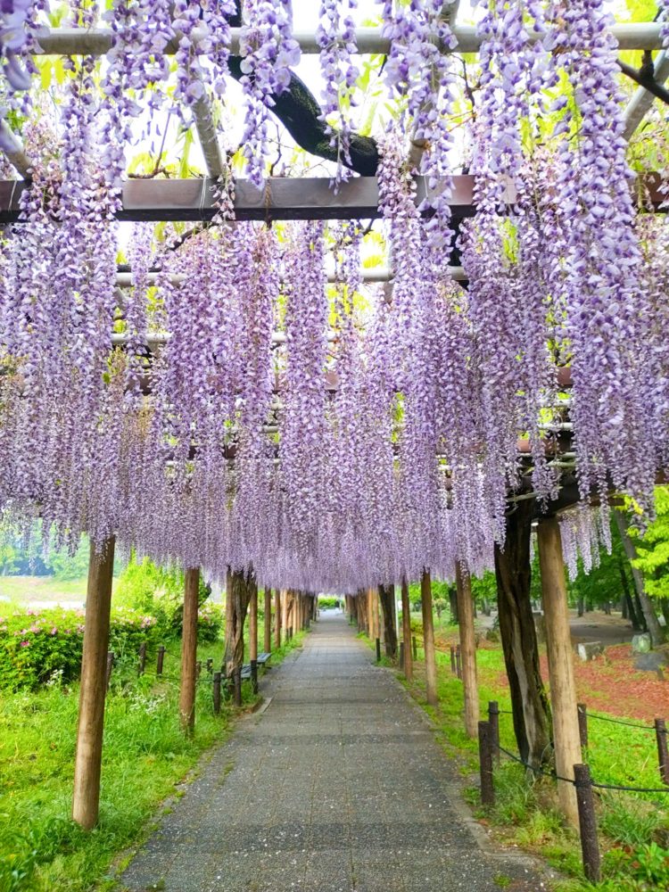 名城公園、藤、名古屋城、5月の夏の花。名古屋市北区の観光・撮影スポットの画像と写真