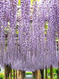 名城公園、藤、名古屋城、5月の夏の花。名古屋市北区の観光・撮影スポットの画像と写真