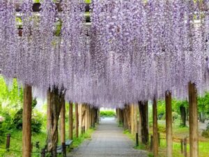 名城公園、藤、名古屋城、5月の夏の花。名古屋市北区の観光・撮影スポットの画像と写真