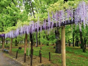 名城公園、藤、名古屋城、5月の夏の花。名古屋市北区の観光・撮影スポットの画像と写真