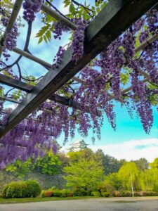 名城公園、藤、名古屋城、名古屋城、5月の夏の花。名古屋市北区の観光・撮影スポットの画像と写真