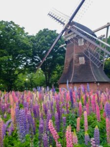 名城公園、ルピナス、5月夏の花、名古屋市北区の観光・撮影スポットの名所
