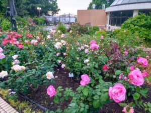 名城公園、バラ、5月夏の花、名古屋市北区の観光・撮影スポットの名所