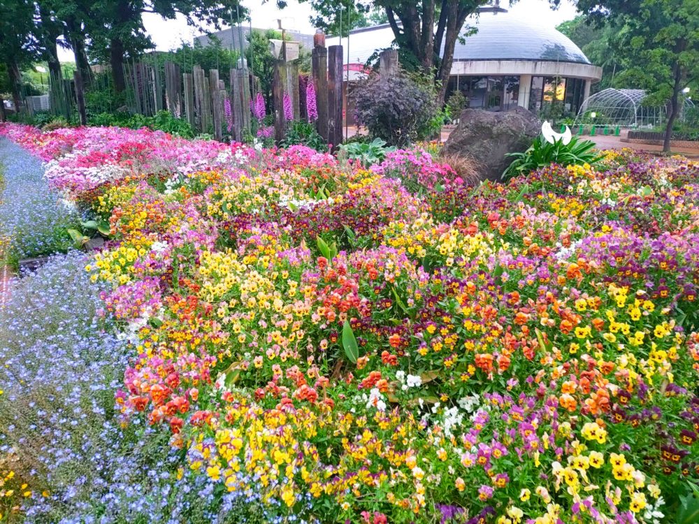 名城公園、5月夏の花、名古屋市北区の観光・撮影スポットの名所