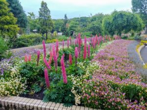 名城公園、5月夏の花、名古屋市北区の観光・撮影スポットの名所