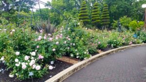 名城公園、バラ、5月夏の花、名古屋市北区の観光・撮影スポットの名所