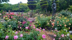名城公園、バラ、5月夏の花、名古屋市北区の観光・撮影スポットの名所