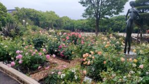名城公園、バラ、5月夏の花、名古屋市北区の観光・撮影スポットの名所