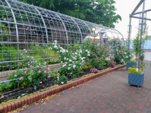 名城公園、バラ、5月夏の花、名古屋市北区の観光・撮影スポットの名所
