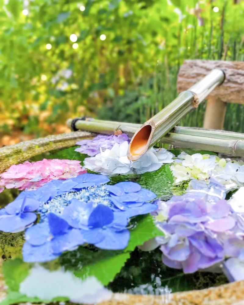 御裳神社、あじさい、6月夏の花、愛知県一宮市の観光・撮影スポットの画像と写真