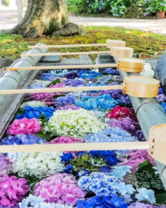 御裳神社、あじさい、6月夏の花、愛知県一宮市の観光・撮影スポットの画像と写真