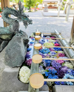 御裳神社、あじさい、6月夏の花、愛知県一宮市の観光・撮影スポットの画像と写真