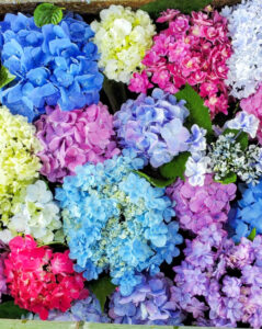 御裳神社、あじさい、6月夏の花、愛知県一宮市の観光・撮影スポットの画像と写真