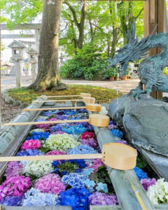 御裳神社、あじさい、6月夏の花、愛知県一宮市の観光・撮影スポットの画像と写真
