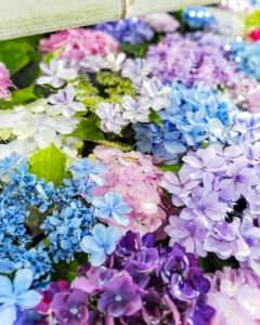 御裳神社、あじさい、6月夏の花、愛知県一宮市の観光・撮影スポットの画像と写真
