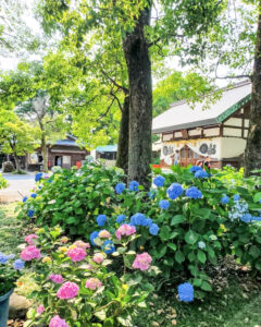 御裳神社、あじさい、6月夏の花、愛知県一宮市の観光・撮影スポットの画像と写真