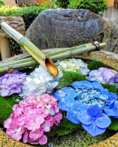 御裳神社、あじさい、6月夏の花、愛知県一宮市の観光・撮影スポットの画像と写真