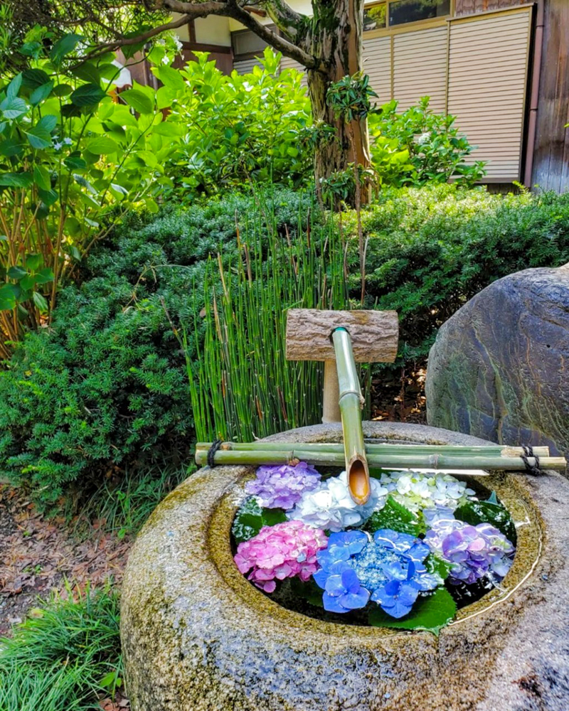御裳神社、あじさい、6月夏の花、愛知県一宮市の観光・撮影スポットの画像と写真