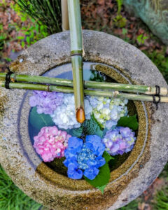 御裳神社、あじさい、6月夏の花、愛知県一宮市の観光・撮影スポットの画像と写真