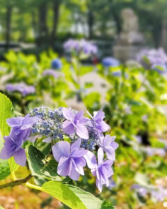 御裳神社、あじさい、6月夏の花、愛知県一宮市の観光・撮影スポットの画像と写真