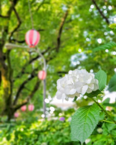 御裳神社、あじさい、6月夏の花、愛知県一宮市の観光・撮影スポットの画像と写真
