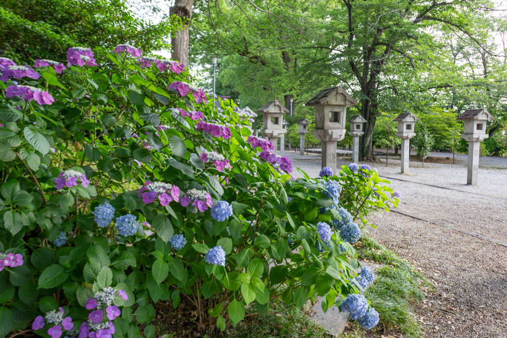御裳神社、あじさい、5月夏の花、愛知県一宮市の観光・撮影スポットの画像と写真