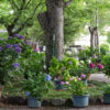 御裳神社、あじさい、5月夏の花、愛知県一宮市の観光・撮影スポットの画像と写真