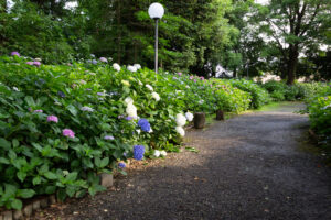 御裳神社、あじさい、5月夏の花、愛知県一宮市の観光・撮影スポットの画像と写真
