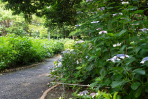 御裳神社、あじさい、5月夏の花、愛知県一宮市の観光・撮影スポットの画像と写真