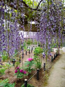 長島水辺のやすらぎパーク、藤・牡丹、5月の夏の花、三重県桑名市の観光・撮影スポットの名所