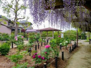 長島水辺のやすらぎパーク、藤・牡丹、5月の夏の花、三重県桑名市の観光・撮影スポットの名所
