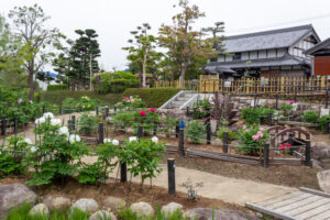 長島水辺のやすらぎパーク、牡丹、5月の夏の花、三重県桑名市の観光・撮影スポットの名所