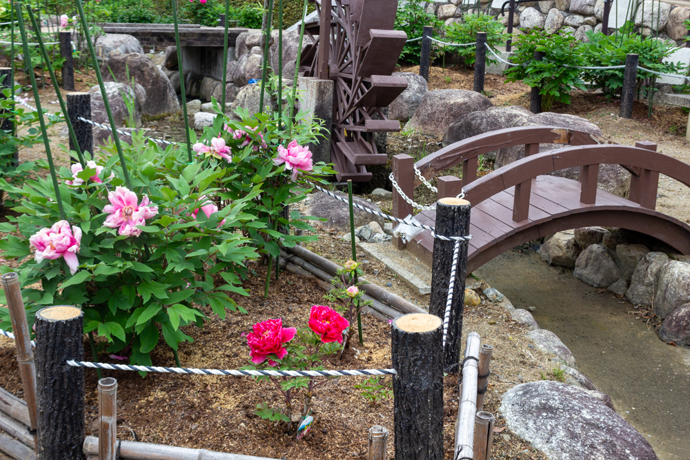 長島水辺のやすらぎパーク、牡丹、5月の夏の花、三重県桑名市の観光・撮影スポットの名所