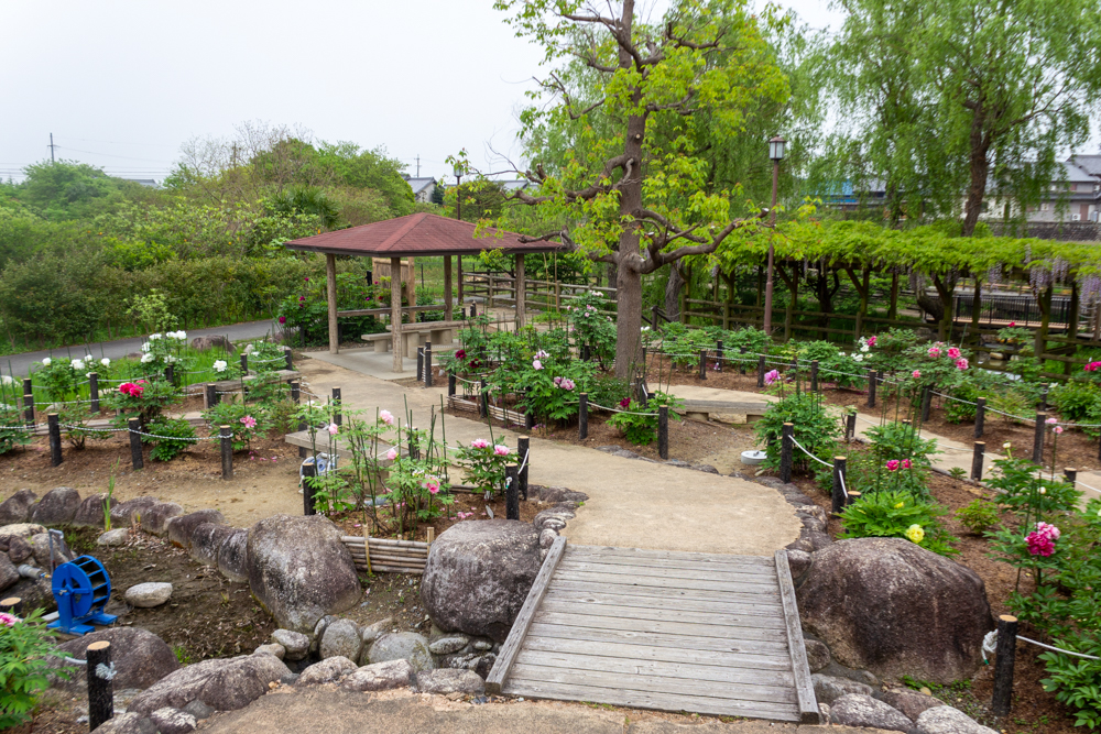 長島水辺のやすらぎパーク、牡丹、5月の夏の花、三重県桑名市の観光・撮影スポットの名所