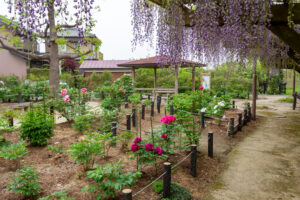 長島水辺のやすらぎパーク、藤・牡丹、5月の夏の花、三重県桑名市の観光・撮影スポットの名所