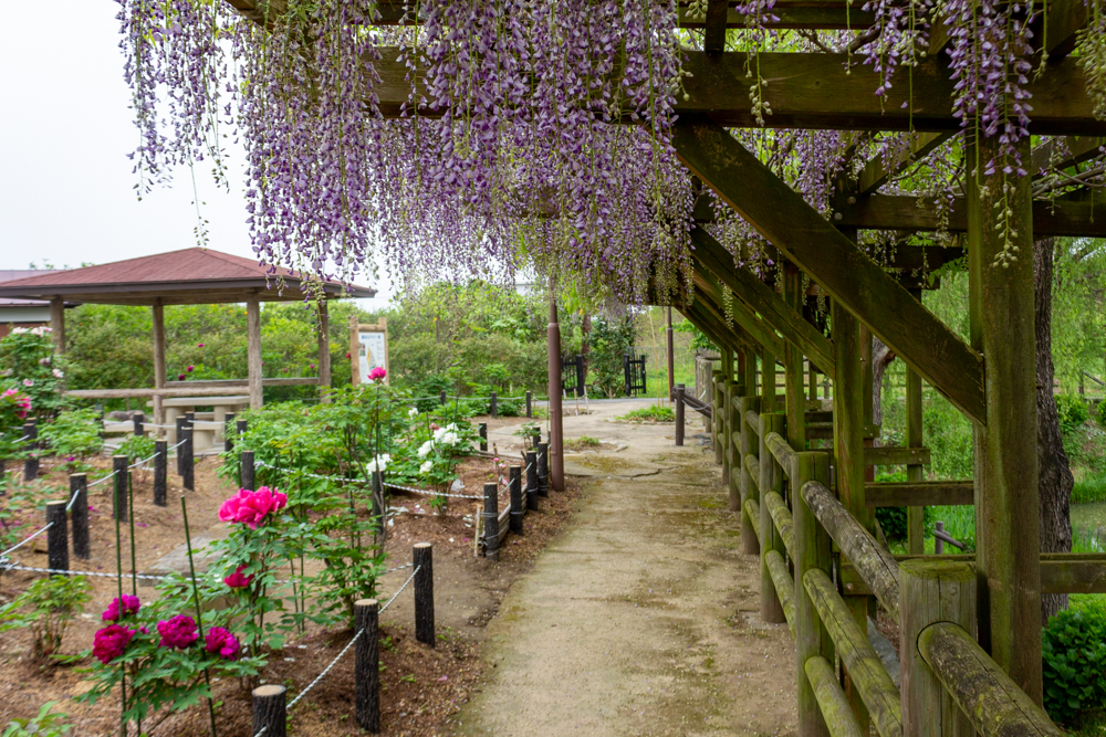 長島水辺のやすらぎパーク、藤・牡丹、5月の夏の花、三重県桑名市の観光・撮影スポットの名所