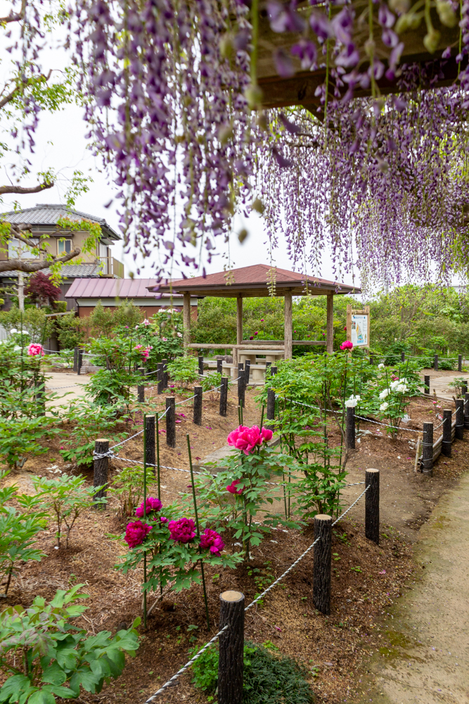 長島水辺のやすらぎパーク、藤・牡丹、5月の夏の花、三重県桑名市の観光・撮影スポットの名所