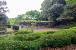 森津の藤公園、藤、5月の夏の花、愛知県弥富市の観光・撮影スポットの名所
