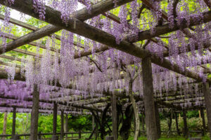 森津の藤公園、藤、5月の夏の花、愛知県弥富市の観光・撮影スポットの名所