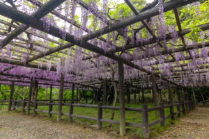 森津の藤公園、藤、5月の夏の花、愛知県弥富市の観光・撮影スポットの名所